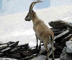Madrid debe eliminar más de la mitad de las cabras monteses del Parque Nacional de Guadarrama